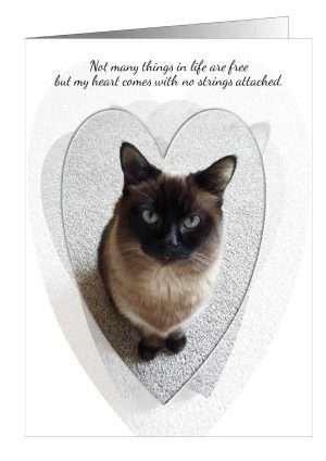 Cat Love Greetings Card