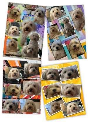 Personalised Pet Cards Template Samples