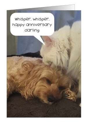 Anniversary dog and cat card from Pet Cards