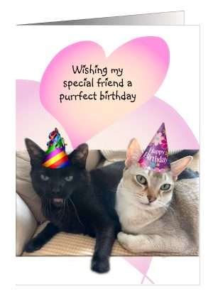 Cat Birthday Card for friend by Pet Cards UK