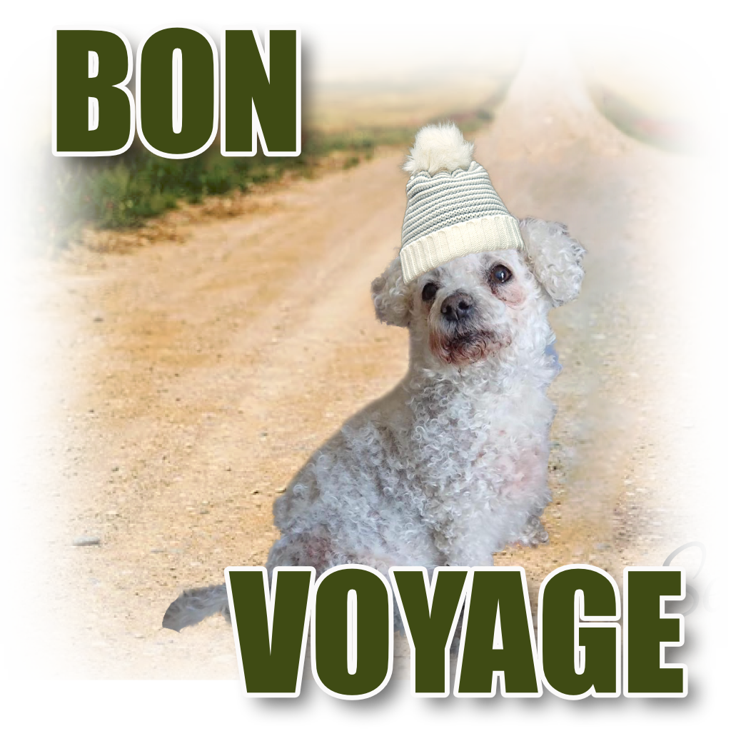 Pet Cards Bon Voyage