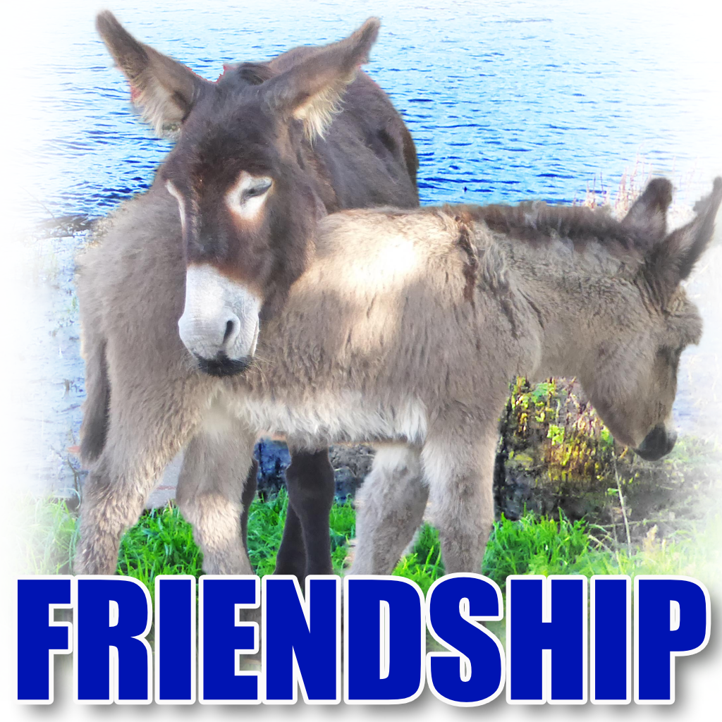 Pet Cards Friendshio