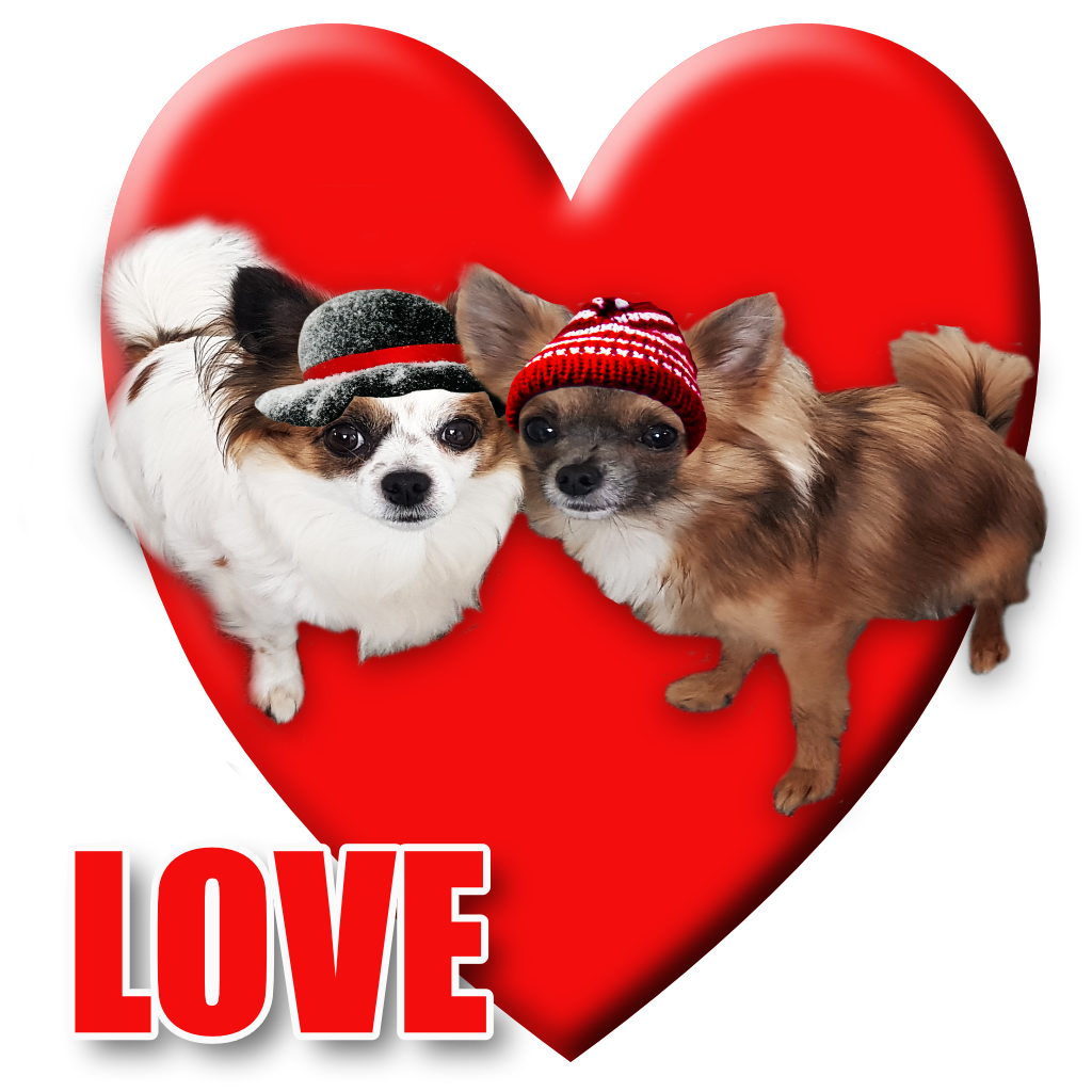 Dog Love Pet Cards