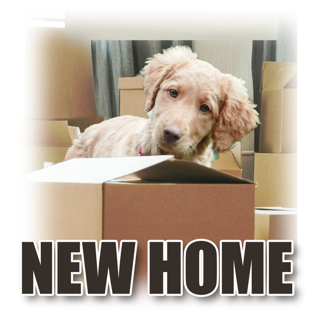 New Home Pet Cards