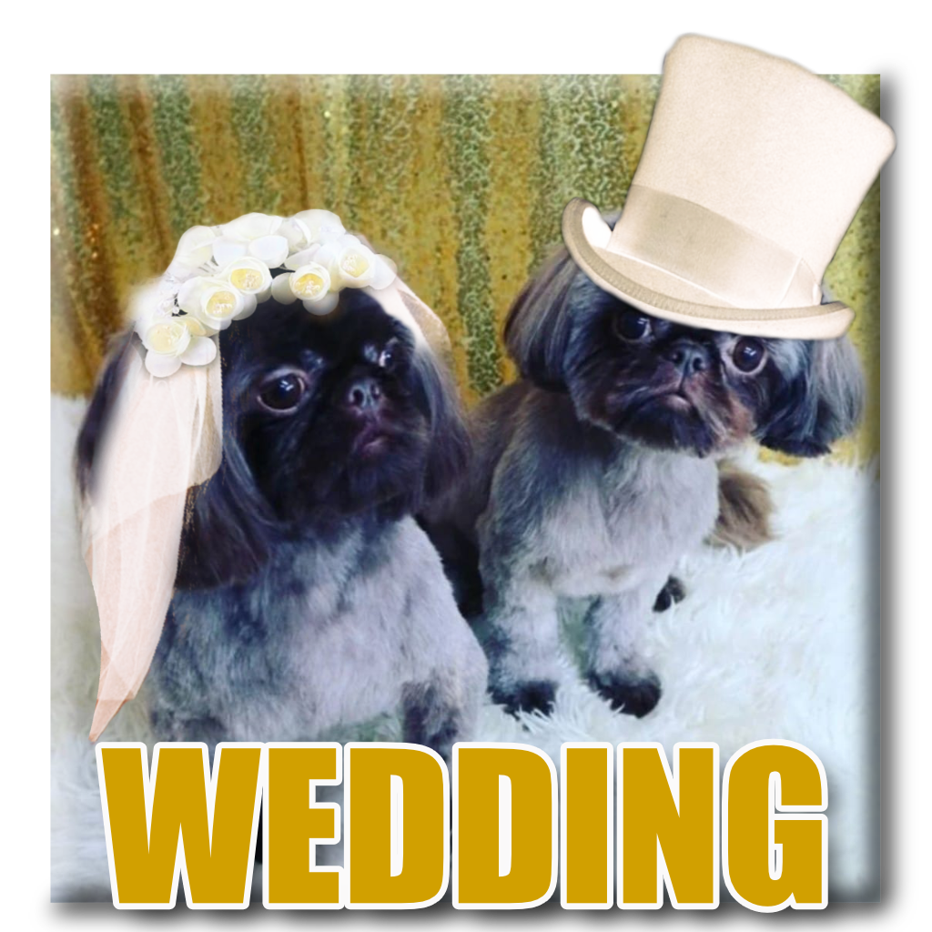 Wedding Pet Cards