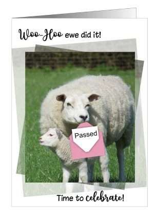 Congratulations sheep greetings cards