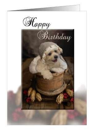 Pup birthday card from Pet Cards