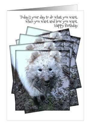 Dog Birthday Card from Pet Cards