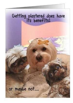 Dog get well greetings cards