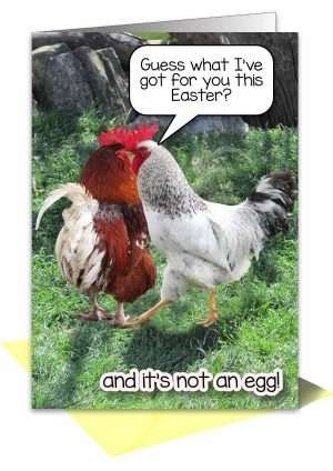 Easter chicken greetings card from Pet Cards