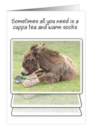 Inspirational card donkey from Pet Cards